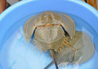 中華鱟能吃嗎？中華鱟怎么讀