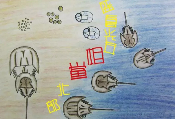 中華鱟能活多久？中華鱟最大能長多大