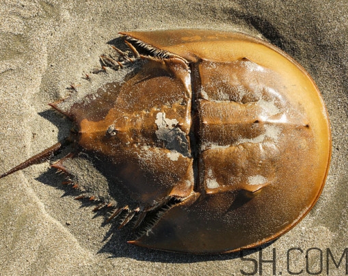 馬蹄蟹有毒嗎？馬蹄蟹能吃嗎