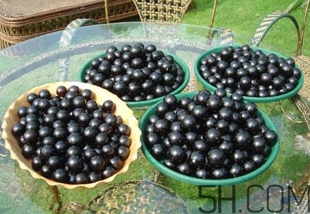 樹葡萄皮和核能吃嗎？樹葡萄多久結(jié)果