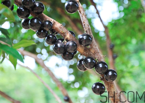 樹(shù)葡萄怎么種植？樹(shù)葡萄要多少年才掛果