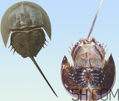 中華鱟有毒嗎？中華鱟的血是什么顏色？