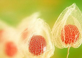 姑娘果能多吃嗎？姑娘果一次吃多少？