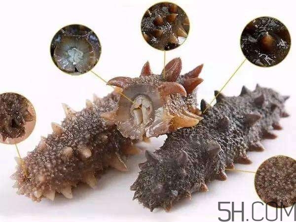 海參哪些部位不能吃？海參的禁忌人群