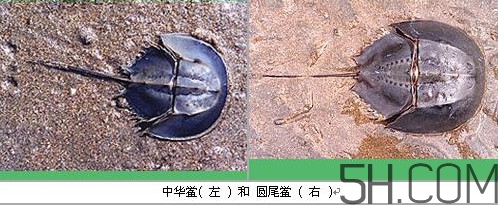 中華鱟是保護(hù)動(dòng)物嗎？中華鱟和圓尾鱟的區(qū)別