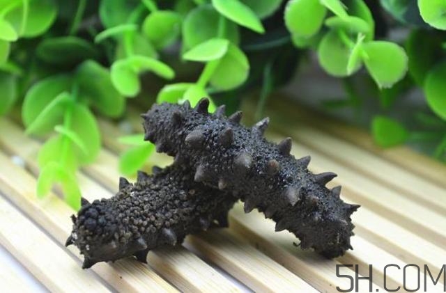 海參是越大越好嗎？海參的生長年限與營養(yǎng)價(jià)值有關(guān)嗎？