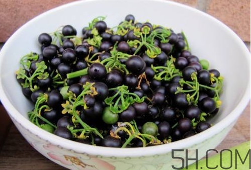 龍葵果有毒嗎？龍葵果怎么吃