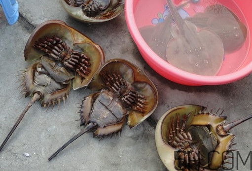 中華鱟有毒嗎？中華鱟的血是什么顏色？