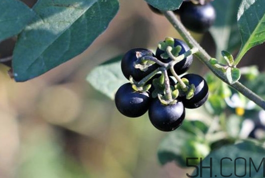 黑天天能吃嗎？黑天天泡蜂蜜好嗎