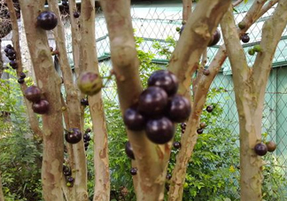 樹(shù)葡萄皮和核能吃嗎？樹(shù)葡萄多久結(jié)果