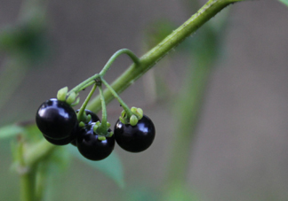 東北吃的黑黝黝學(xué)名叫什么？黑天天學(xué)名是什么