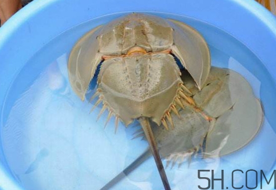 中華鱟能吃嗎？中華鱟怎么讀