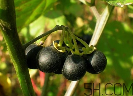 龍葵果可以治癌癥嗎？吃龍葵果有什么好處