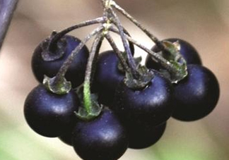 龍葵果可以吃嗎？龍葵果能不能當水果吃