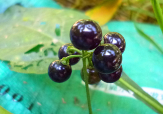 孕婦可以吃龍葵果嗎？龍葵果怎么泡酒