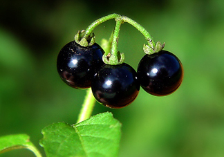 龍葵果泡酒有什么功能？龍葵果的功效與作用