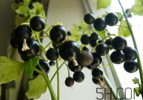 龍葵果可以多吃嗎？龍葵果一次吃多少合適