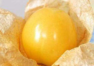 姑娘果是燈籠果嗎？姑娘果有幾種？