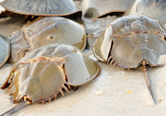 中華鱟可以養(yǎng)殖嗎？中華鱟怎么養(yǎng)