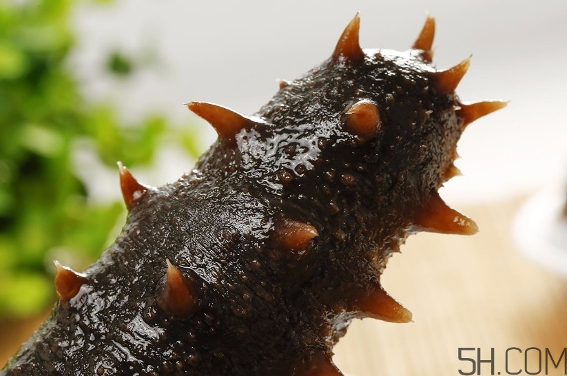 海參是海鮮嗎？海參是動(dòng)物還是植物？