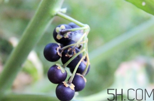 龍葵果是黑天天嗎？龍葵果是黑枸杞嗎？