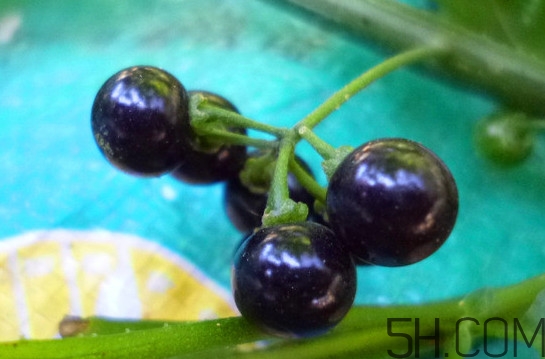 孕婦可以吃龍葵果嗎？龍葵果怎么泡酒