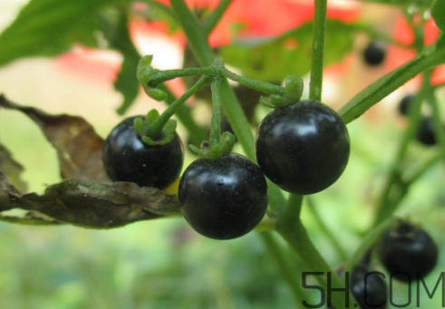 東北吃的黑黝黝學(xué)名叫什么？黑天天學(xué)名是什么