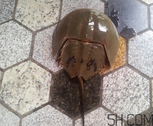 中華鱟多少錢一斤？中華鱟有什么藥用價值