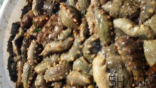 海參顏色深好還是淺好？海參顏色發(fā)白時怎么回事？