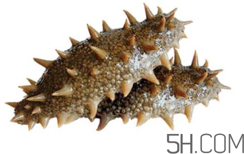 海參哪些部位不能吃？海參的禁忌人群