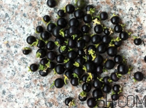 黑天天能吃嗎？黑天天泡蜂蜜好嗎