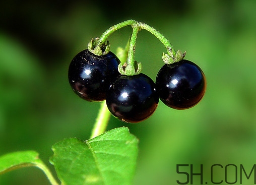 龍葵果泡酒有什么功能？龍葵果的功效與作用