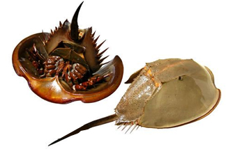 中華鱟是保護(hù)動物嗎？中華鱟和圓尾鱟的區(qū)別