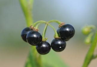 龍葵果多少錢一斤？2017龍葵果市場價格