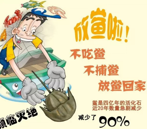 中華鱟能活多久？中華鱟最大能長多大