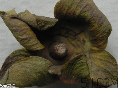 柿蒂是什么東西？柿蒂怎么吃？