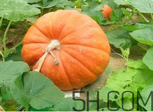 切開的南瓜怎么保存？窩瓜和南瓜的區(qū)別