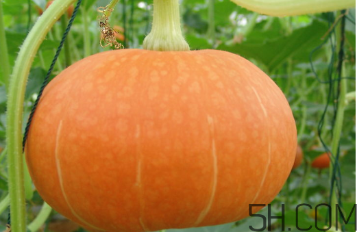 冬瓜和南瓜一起吃有什么好處？南瓜可以生吃嗎？