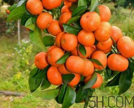 沙糖桔有籽嗎？沙糖桔有什么營養(yǎng)價值