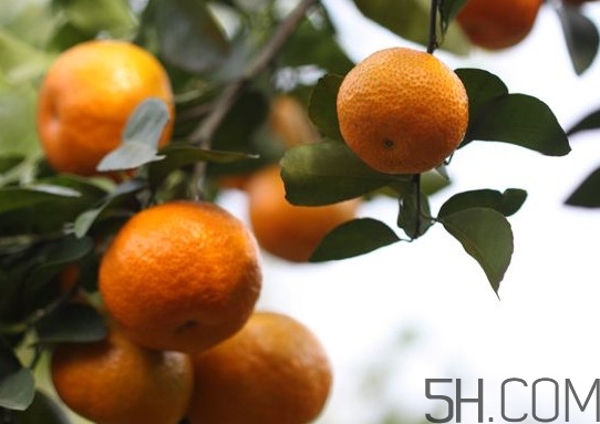 沙糖桔大的好吃還是小的？沙糖桔什么時(shí)候成熟