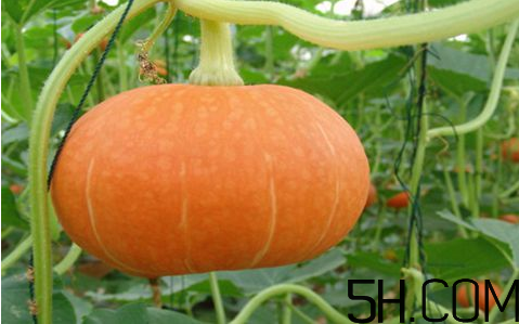 秋天吃南瓜要注意什么？紅棗和南瓜怎么做好吃？