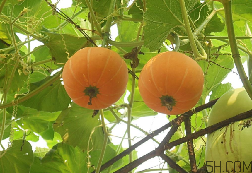 南瓜發(fā)霉了能吃嗎？高血壓不能吃的食物