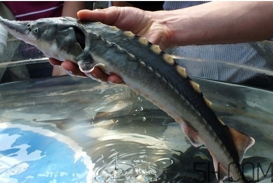 中華鱘到底能不能吃？吃中華鱘犯法嗎