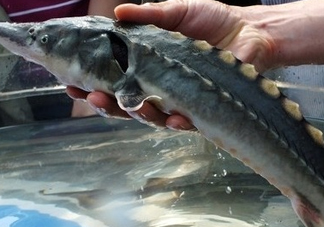 中華鱘到底能不能吃？吃中華鱘犯法嗎