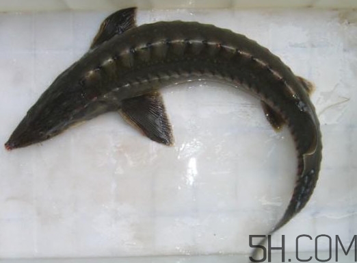 中華鱘到底能不能吃？吃中華鱘犯法嗎