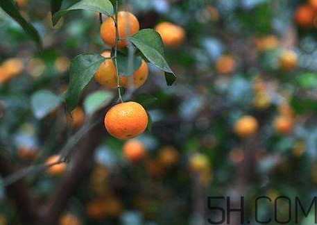 沙糖桔什么時候施鉀肥？沙糖桔什么時候種植