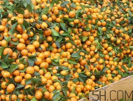 沙糖桔有籽嗎？沙糖桔有什么營養(yǎng)價值