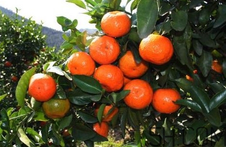 沙糖桔什么時候放秋梢？沙糖桔種植技術與管理