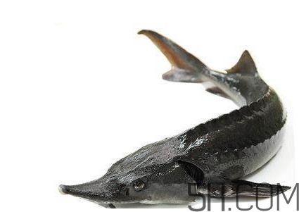 中華鱘到底能不能吃？吃中華鱘犯法嗎