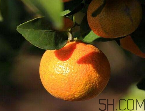 沙糖桔大的好吃還是小的？沙糖桔什么時(shí)候成熟